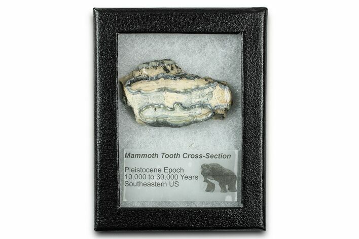 Mammoth Molar Slice With Case - South Carolina #335153